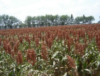 sorgo